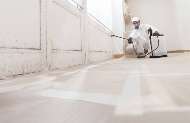 Black mold remediation team in Rogers